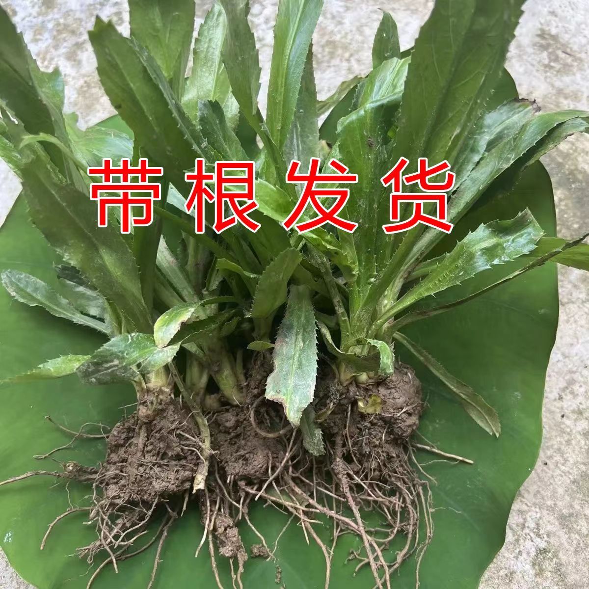 带根带泥大香菜苗云南泰国大芫荽越南老缅芫荽刺芫荽野香菜根盆栽