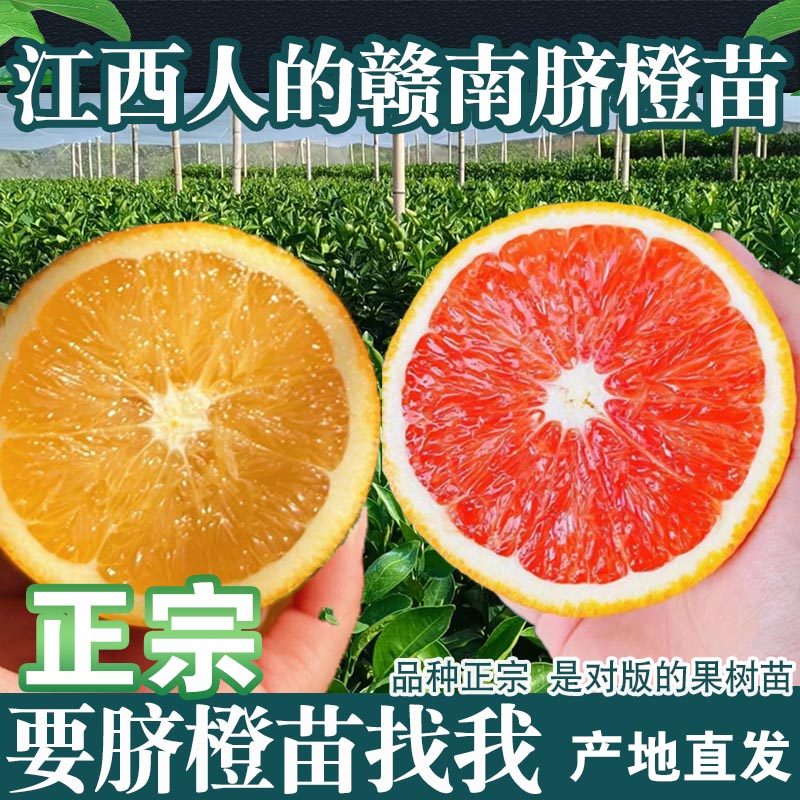 赣南脐橙苗一年裸苗黄心高产纽荷儿橙子苗卡拉血橙红肉脐橙苗现挖