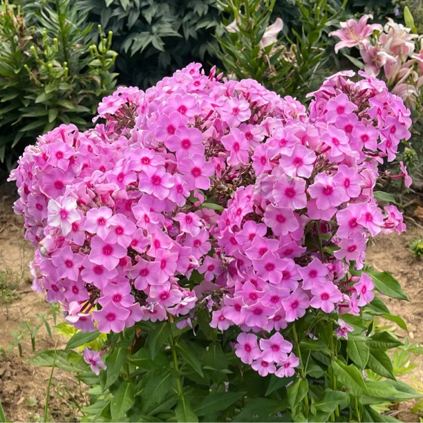 芝樱花籽芝种子福禄考花籽月见草花种四季室外北方阳台见土就活种