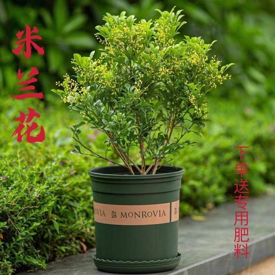 米兰花盆栽苗阳台开花绿植四季常青芳香植物室内带花发货竹子