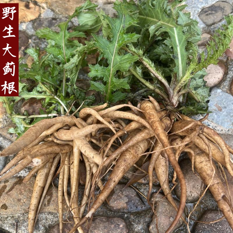 【茶阿满】野生新鲜大蓟根内叶刺自挖刺儿菜刺萝卜马蓟虎蓟煲汤500g