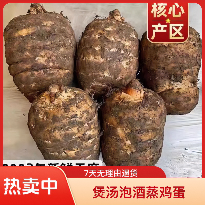 （新鲜湿天乌麻）云南昭通彝良小草坝仿野外现挖现发煲汤泡酒蒸鸡蛋