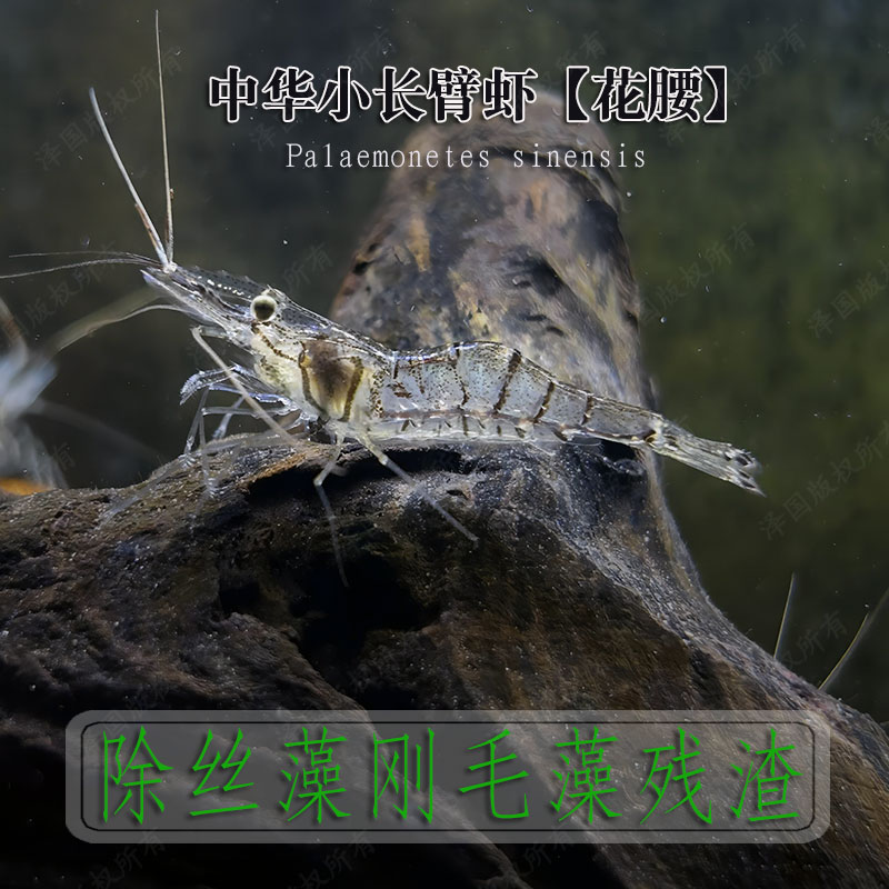 正宗活体花腰虾中华小长臂虾观赏虾鱼缸除丝藻刚毛藻淡水工具虾