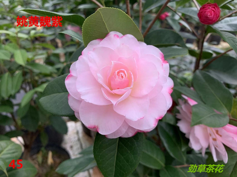 云南茶花姚黄魏紫嫁接两年苗