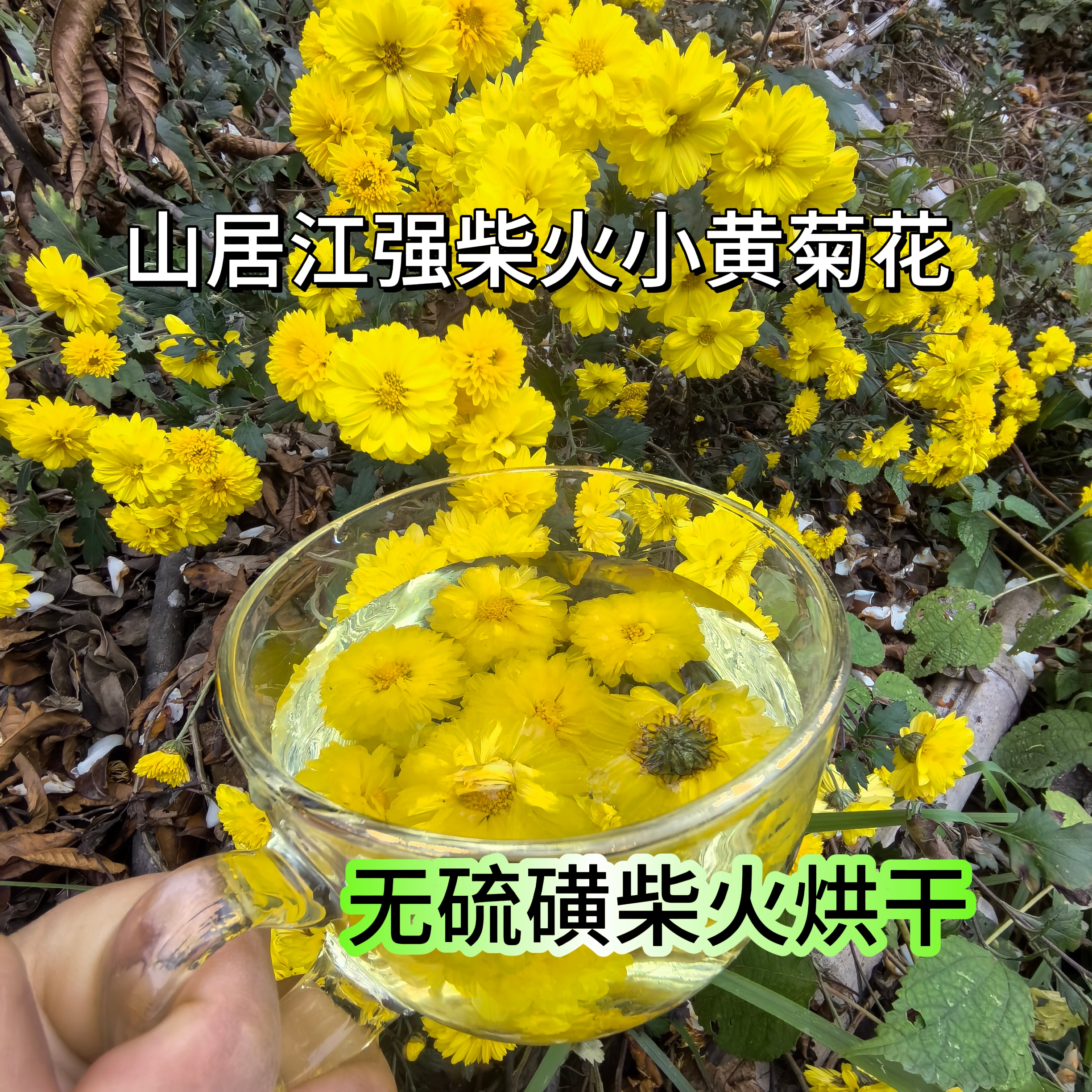 2025山居江强柴火烘干黄山小黄菊花，柴火小黄花