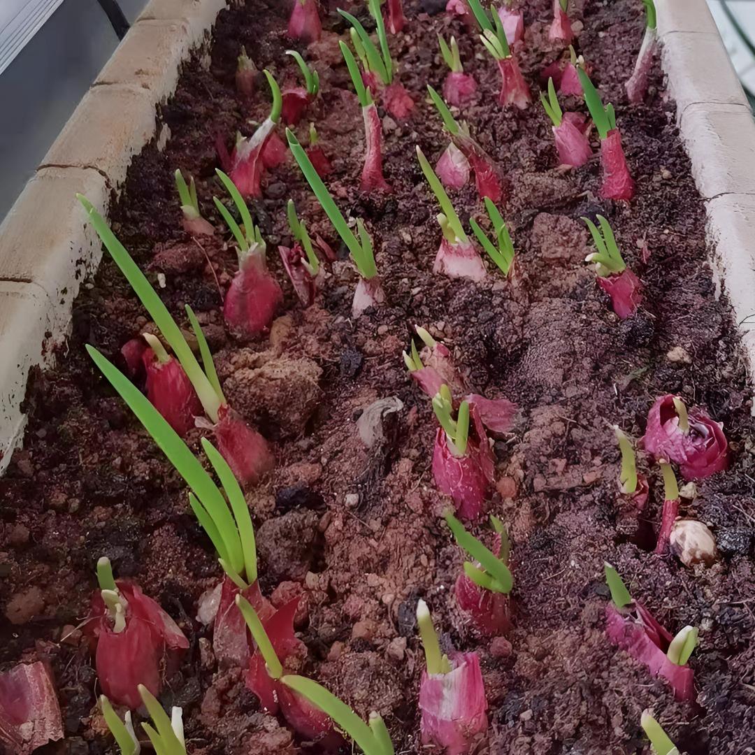 四季小香葱干红葱农家香葱头阳台院子火葱毛葱黄葱红葱头香葱头食