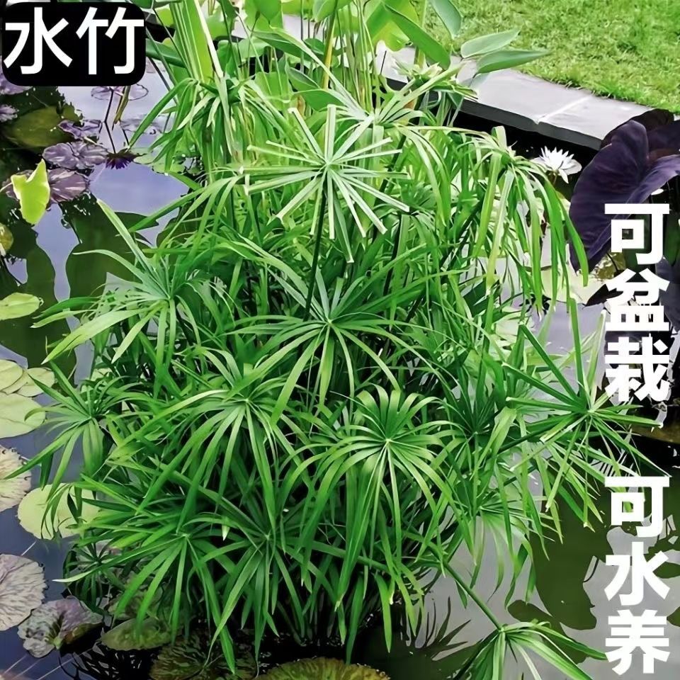 水竹水培植物龟水竹绿植盆栽水棕竹风车草竹子盆栽造景旱伞草好养