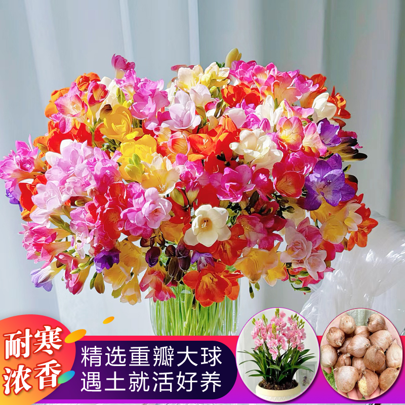 香雪兰种球小苍兰大球耐寒盆栽室内外香雪兰四季花卉阳台开花植物