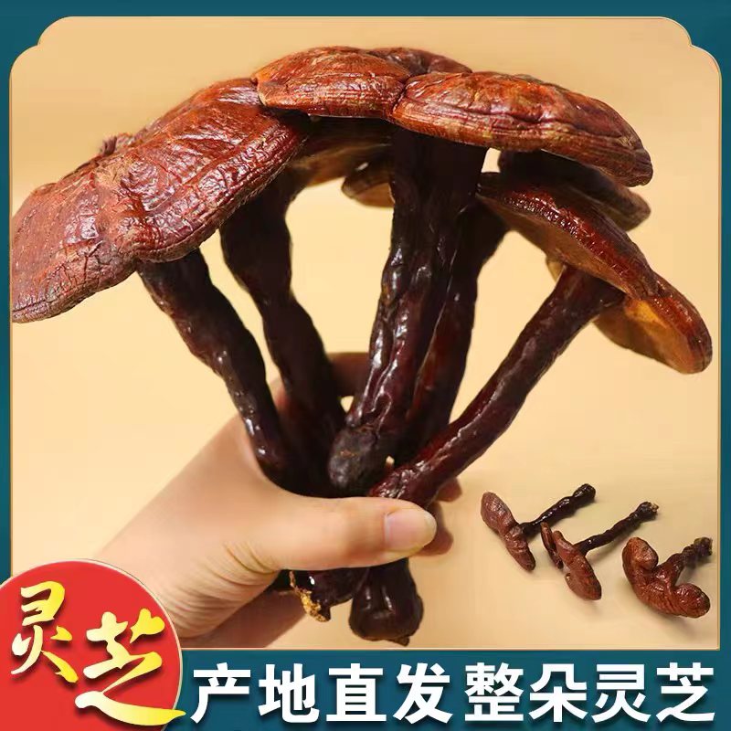 【3朵装】长白山赤灵芝干货整枝红灵芝煲汤泡茶泡酒专用东北特产