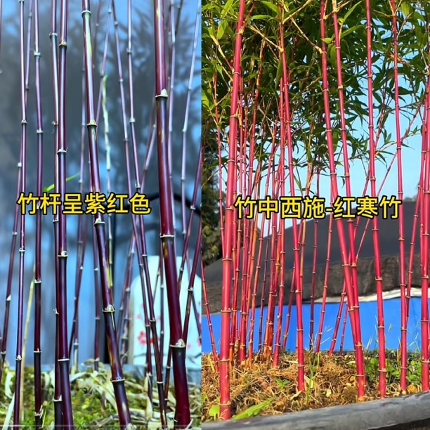 越晒越红日本红观音竹子盆栽红紫寒竹内门竹米竹凤尾竹盆景绿植物