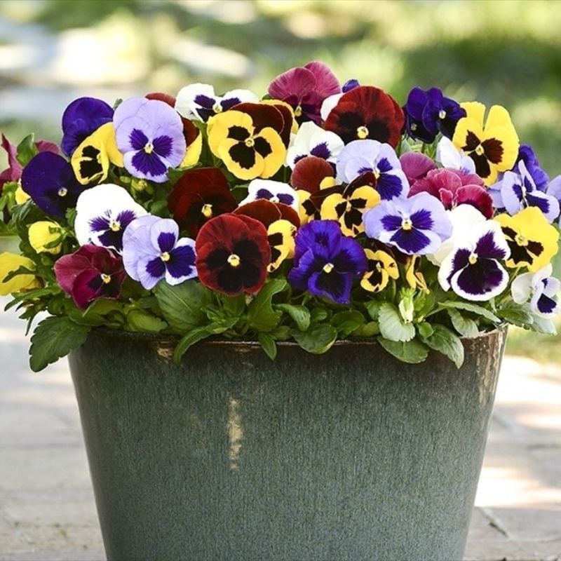 混色三色堇花种子猫脸花蝴蝶花春秋易种开花室外阳台盆栽花卉种子