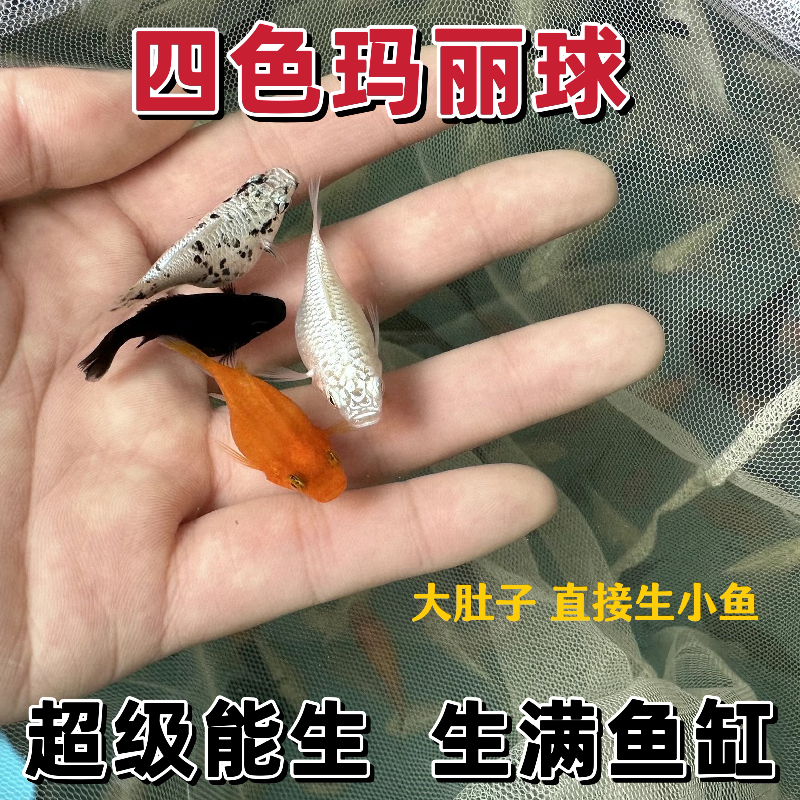 四色玛丽球 奶牛黑白黄皮球鱼 直接生小鱼 胎生鱼 孔雀凤尾球体鱼