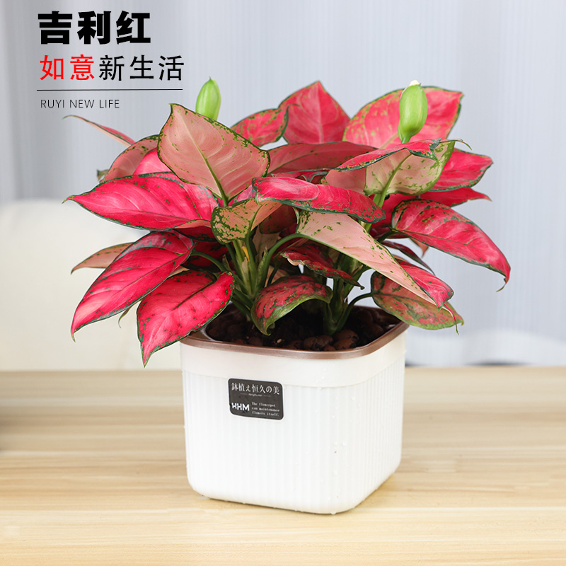吉利红盆栽绿植花卉室内客厅办公水培好养美观皇后红色植物办公室