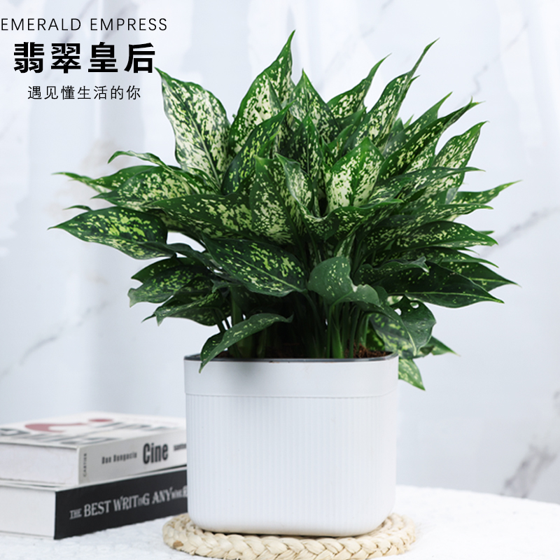 翡翠皇后竹芋绿植盆栽观叶植物室内易养活四季常青净化空气 美观