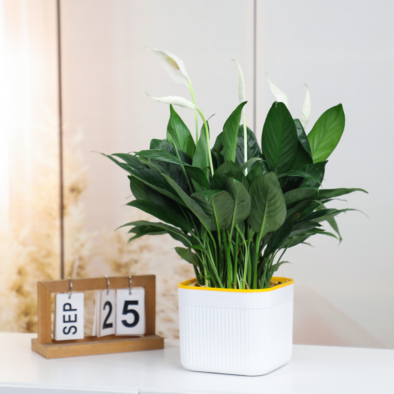 白掌盆栽一帆风顺水培植物到货好养花卉绿植室内四季开花植物盆栽