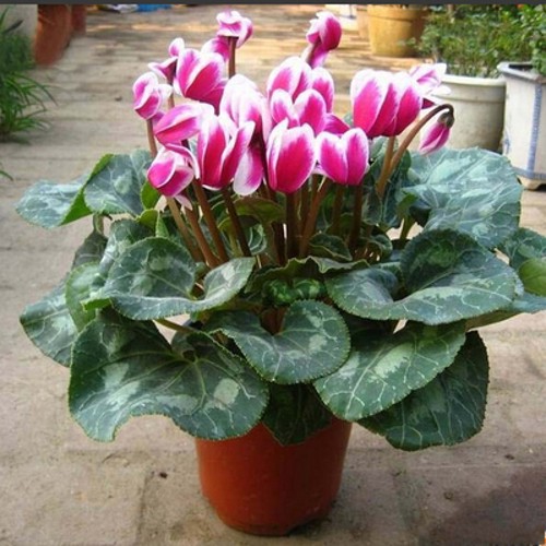 大苗仙客来盆栽室内花卉 兔子花 花苗兔耳花萝卜海棠带盆发货前台