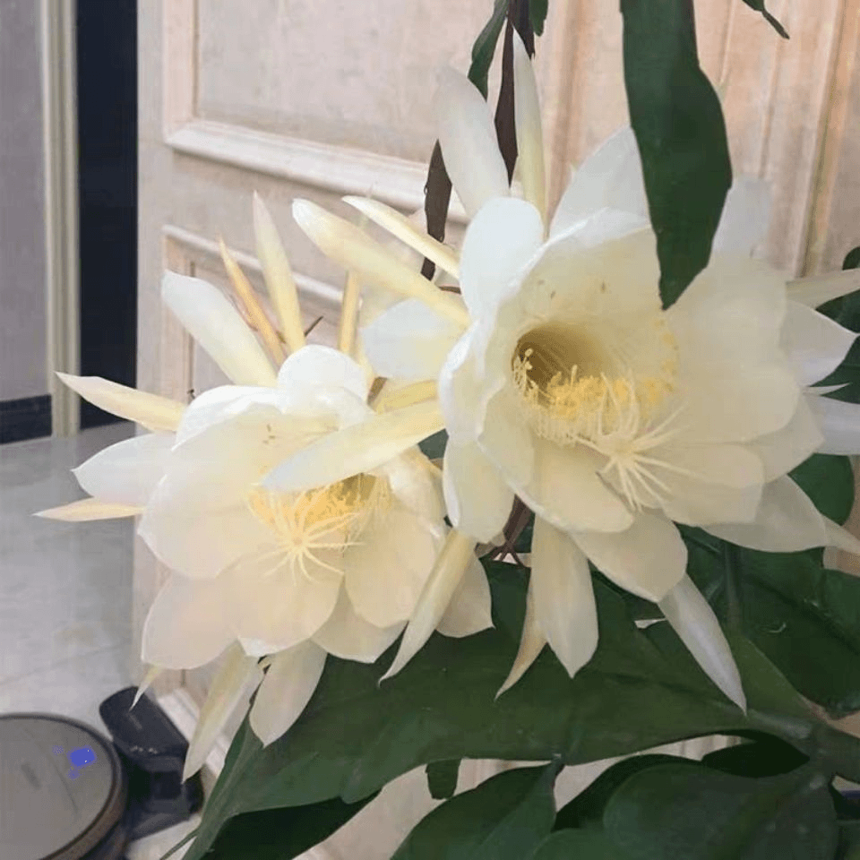 昙花一现昙花苗盆栽净化空气吸甲醛客厅卧室花卉绿植叶片有根现挖