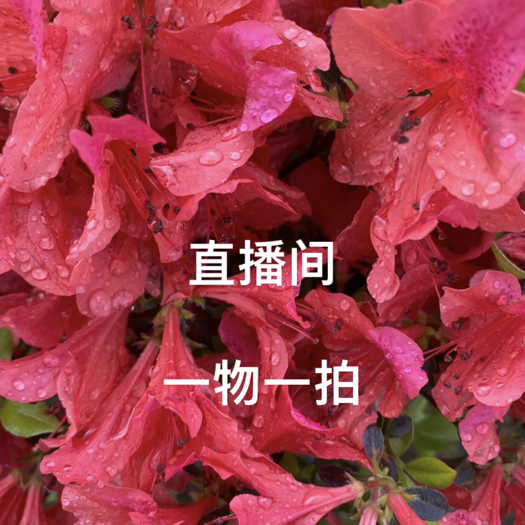 侯氏盆景通用链接，单拍无效，直播间看货购买有效杜鹃老桩盆景