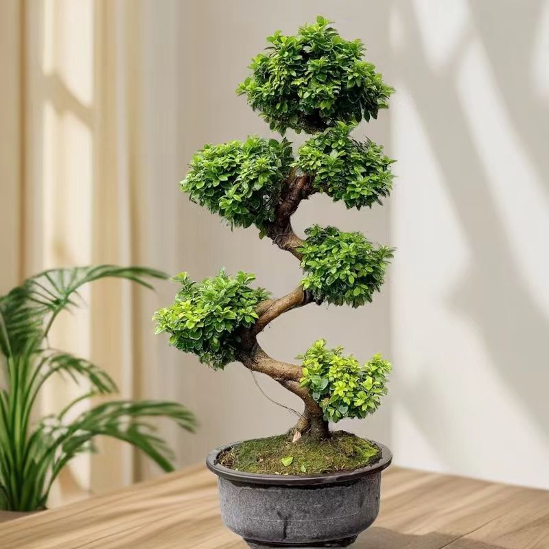 【高度80cm左右】s弯小叶金钱人参榕树盆景盆栽型观叶茎树高端盆栽