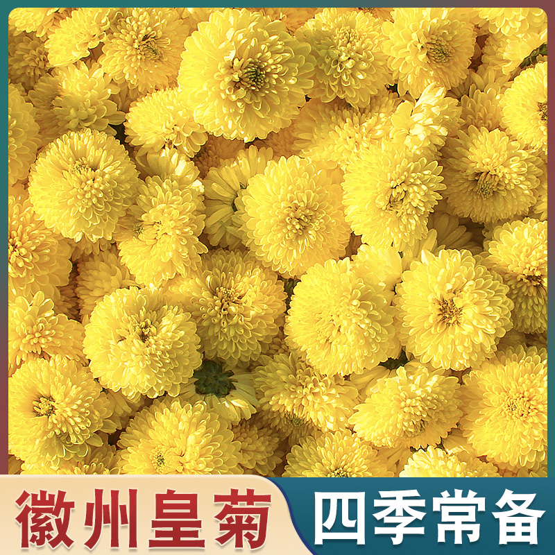 徽州皇菊黄菊花茶婺源菊花茶金丝花茶贡菊花香浓郁品质好喝采摘