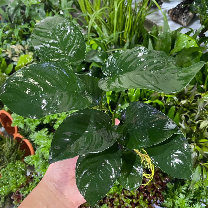 鱼缸造景水草套餐沉木水榕淡水植物无土水草增氧懒人易养无需底砂