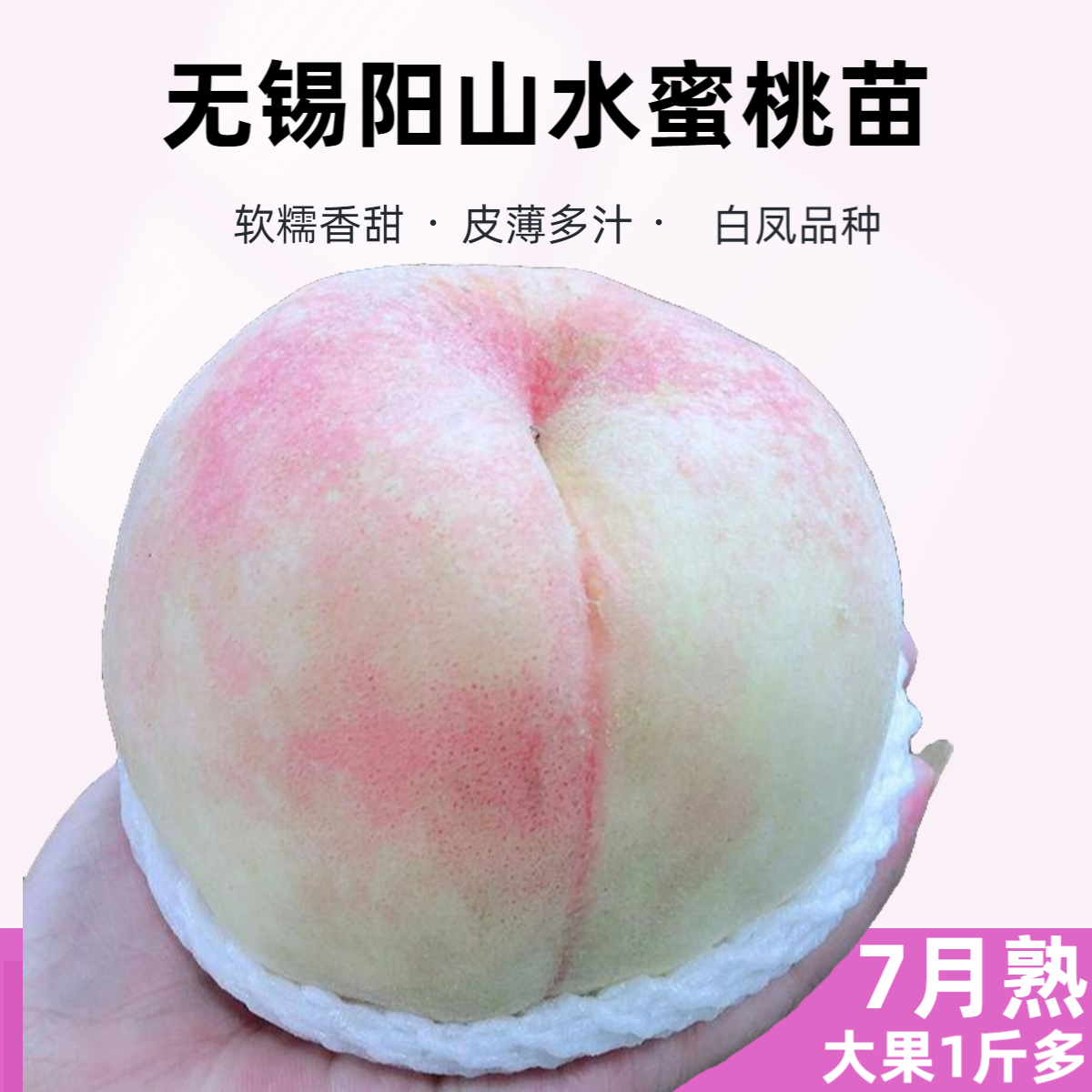 无锡阳山水蜜桃苗白凤湖景桃树苗嫁接地栽桃树苗南方北方种植桃苗