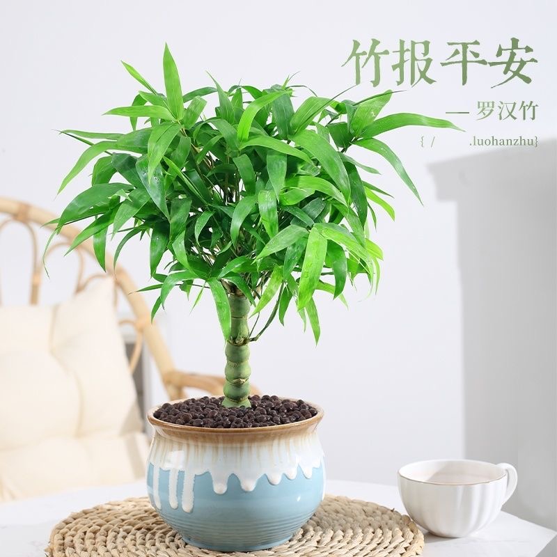 佛肚竹盆栽葫芦竹罗汉竹观赏竹竹子阳台盆景办公室内植物客厅绿植