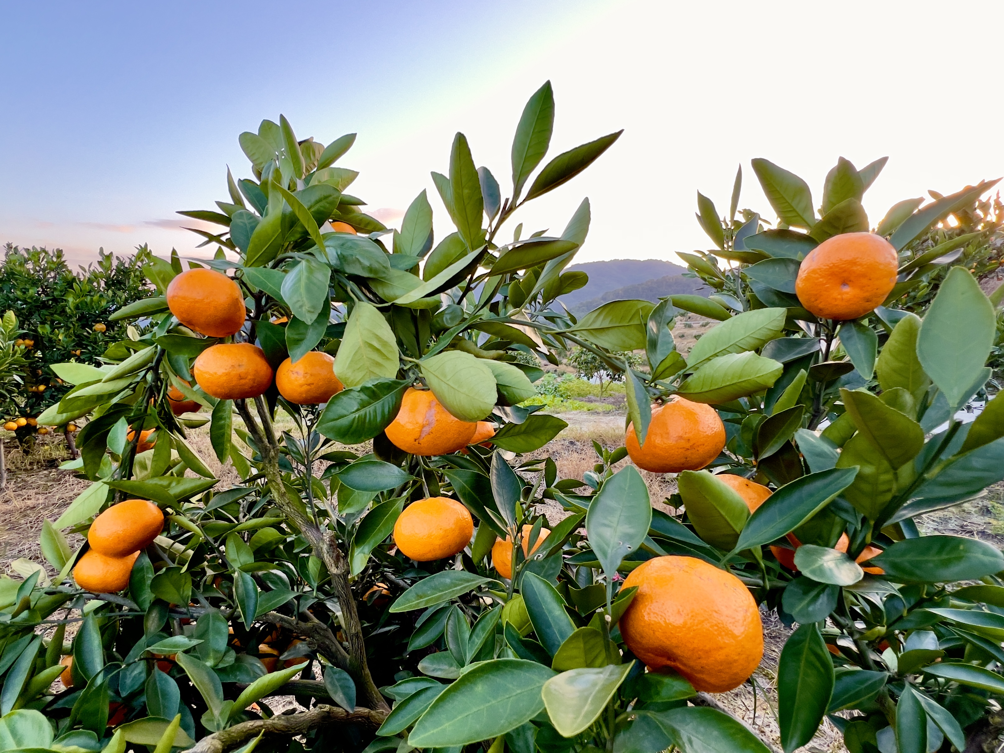 正宗浙江临海涌泉蜜桔原产地无核薄皮蜜桔当季现摘现发秋冬热卖