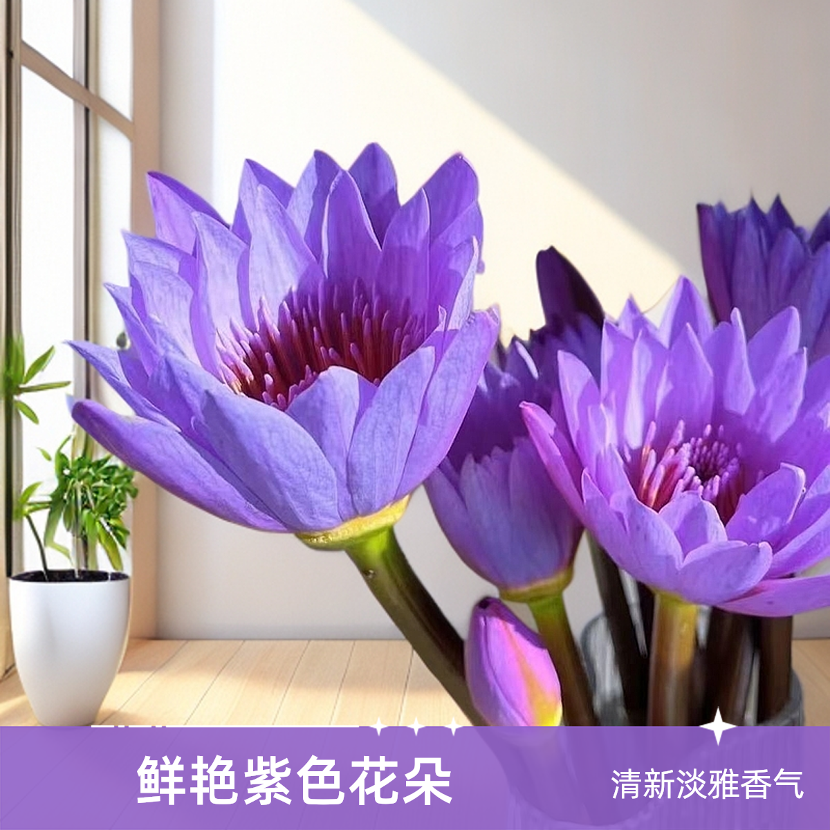 10支紫色睡莲鸢尾花鲜花广州基地切花直发热带植物家庭室内插花