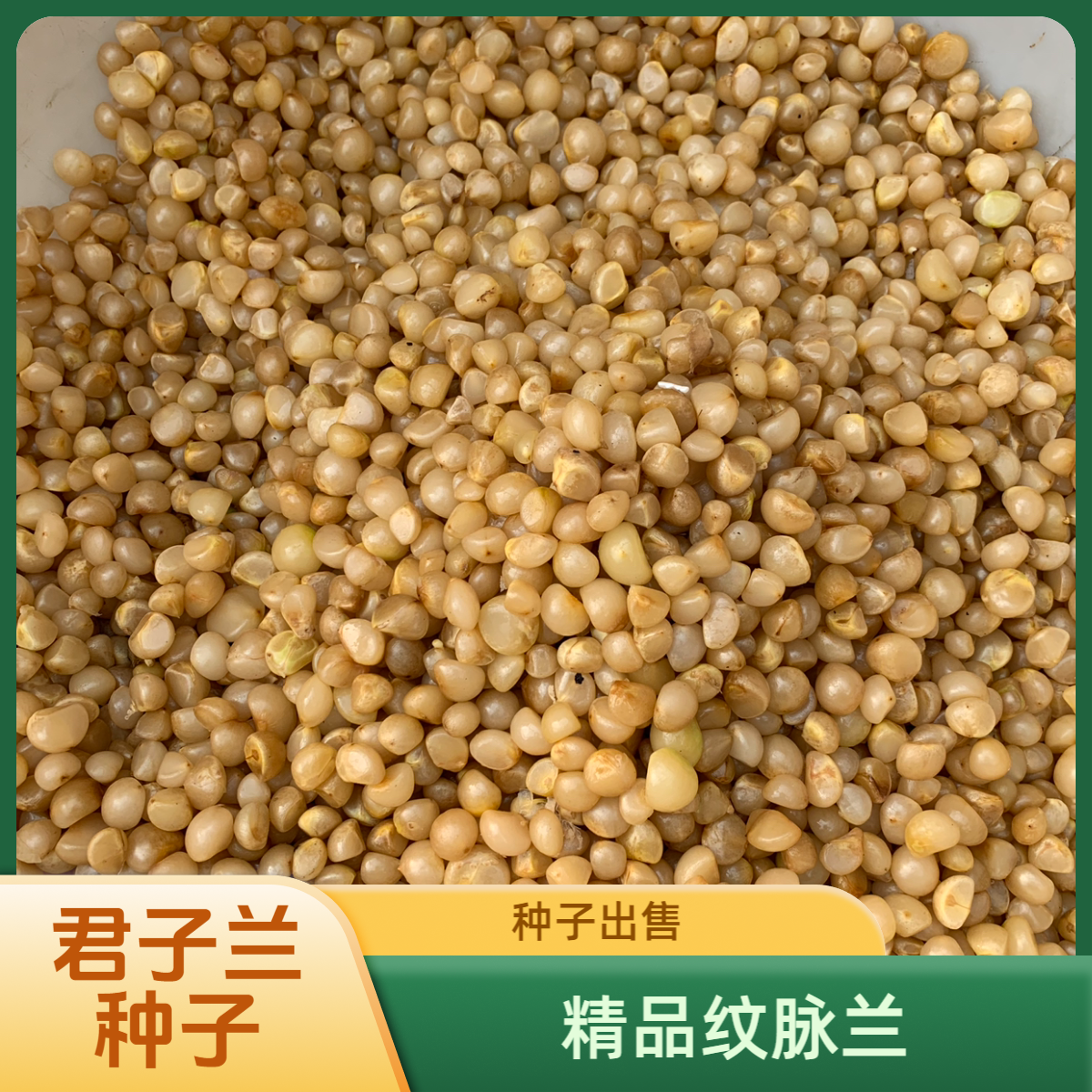 不会购物车下单链接 君子兰 精品种子