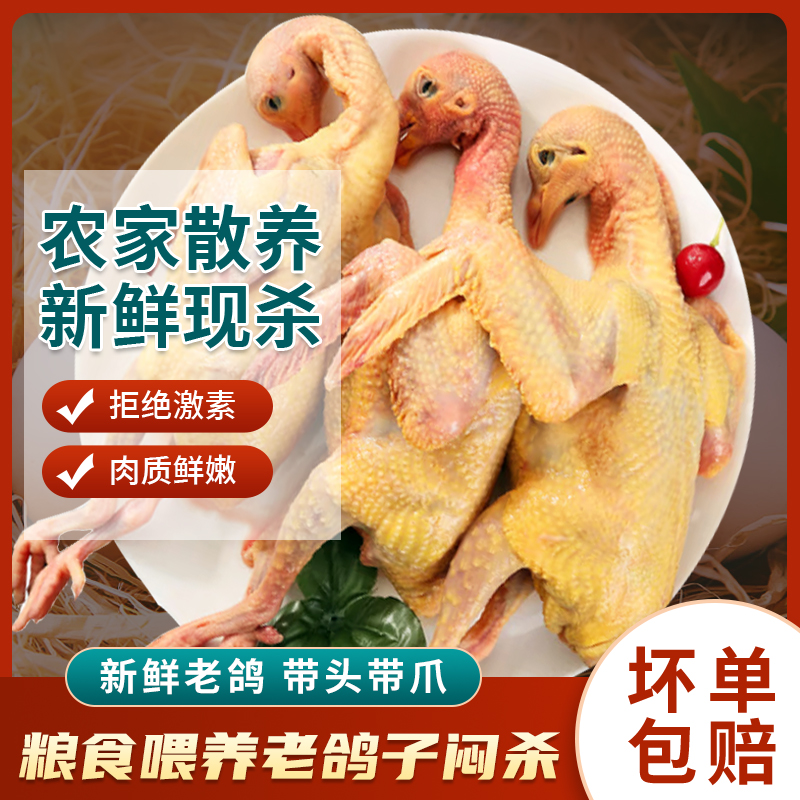 3-5年老鸽子炖鸽子汤老鸽汤鸽子汤原粮鸽粮食鸽农村散养新鲜土货