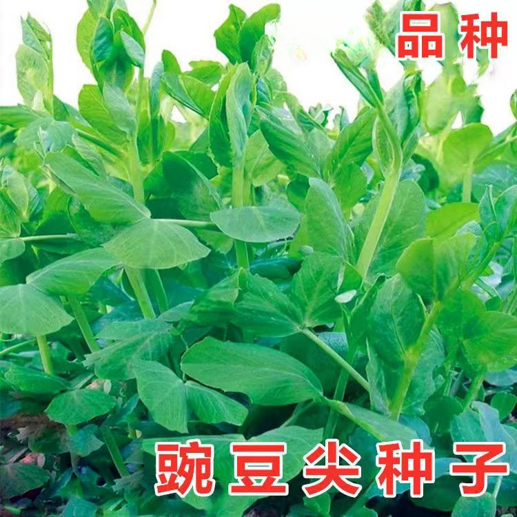 无须豌豆苗种子豌豆尖种子四季种阳台盆栽芽苗菜秋冬季蔬菜种子