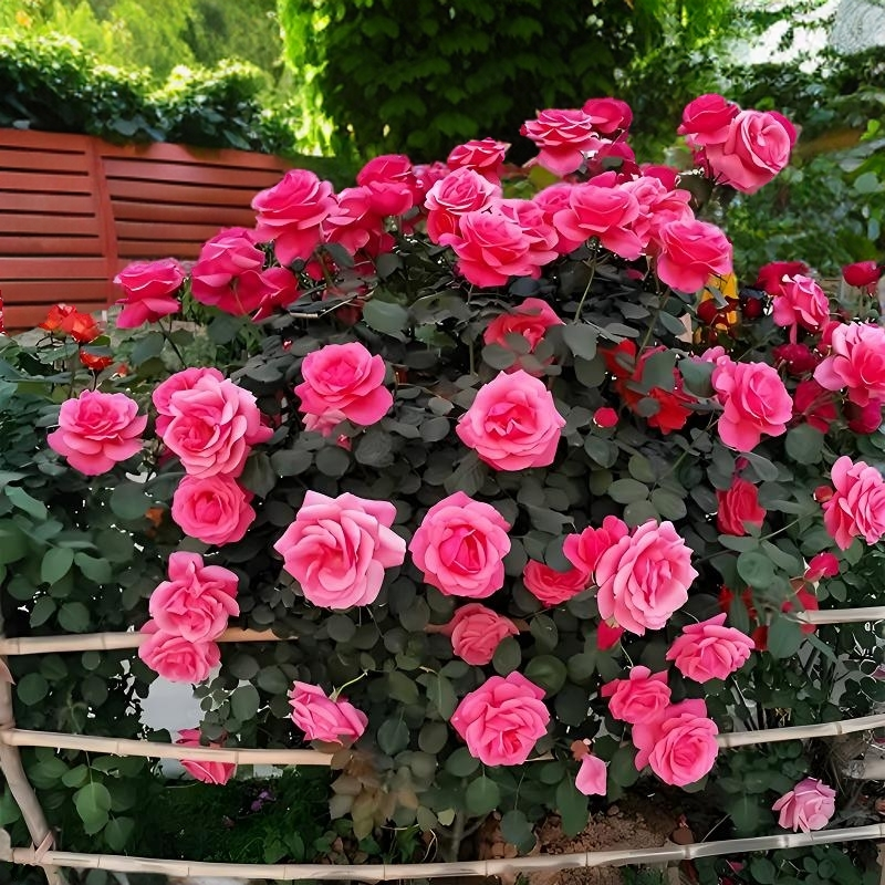 粉扇绯扇月季花苗大花耐寒抗病庭院阳台玫瑰花