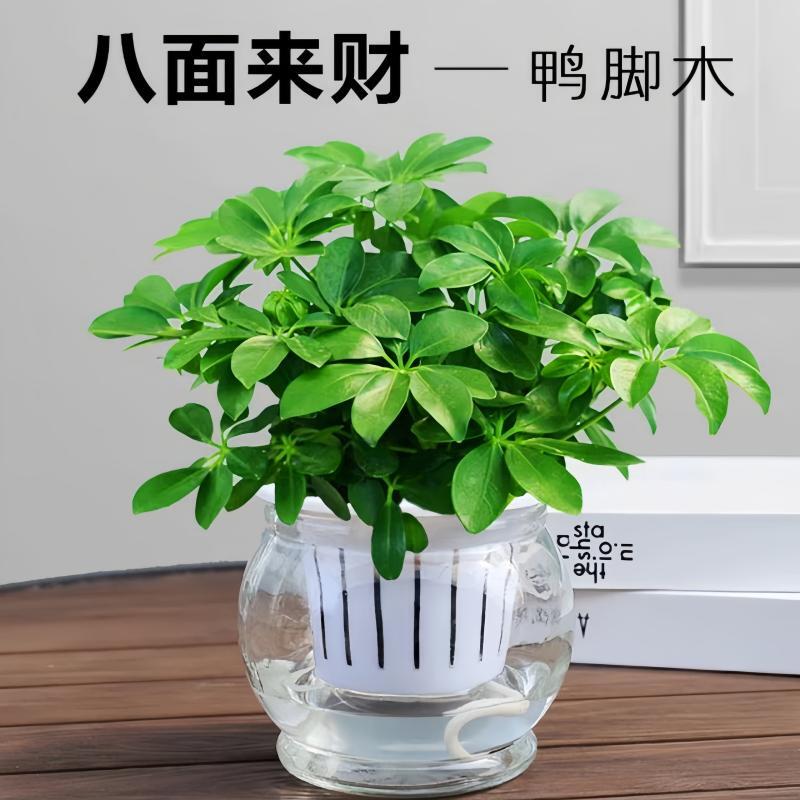 四季常青八方来财鸭脚木室内阳台桌面绿植盆栽花卉发财树苗招财树