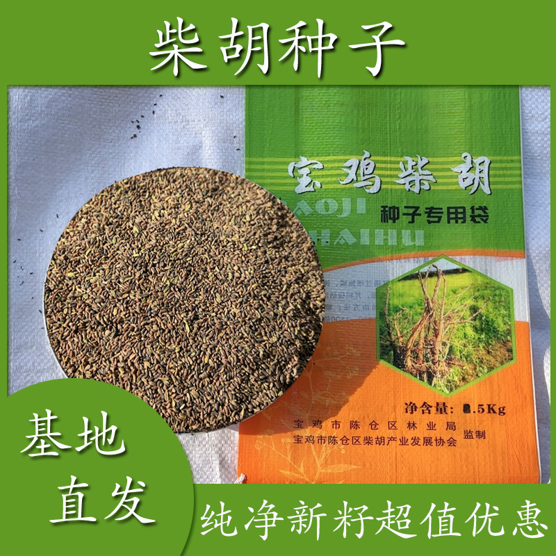 柴胡种子包邮宝鸡纯新正宗北柴胡籽优质无杂质发芽率高药材种子