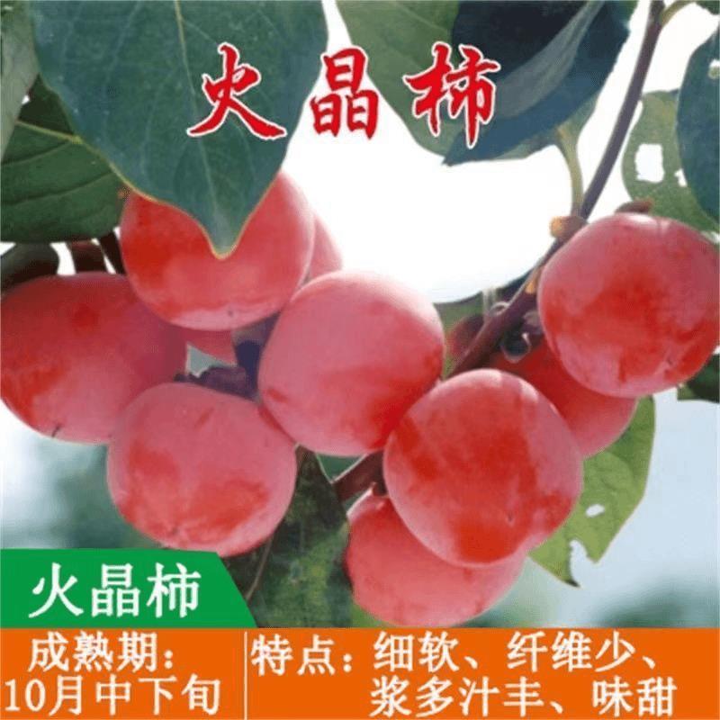 火晶柿子苗软柿子即摘即吃柿子树苗盆栽地栽南北方种植当年结果苗