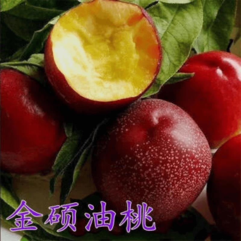 特大油桃树苗金硕嫁接黄油桃树苗当年结果树南方北方种植油桃苗