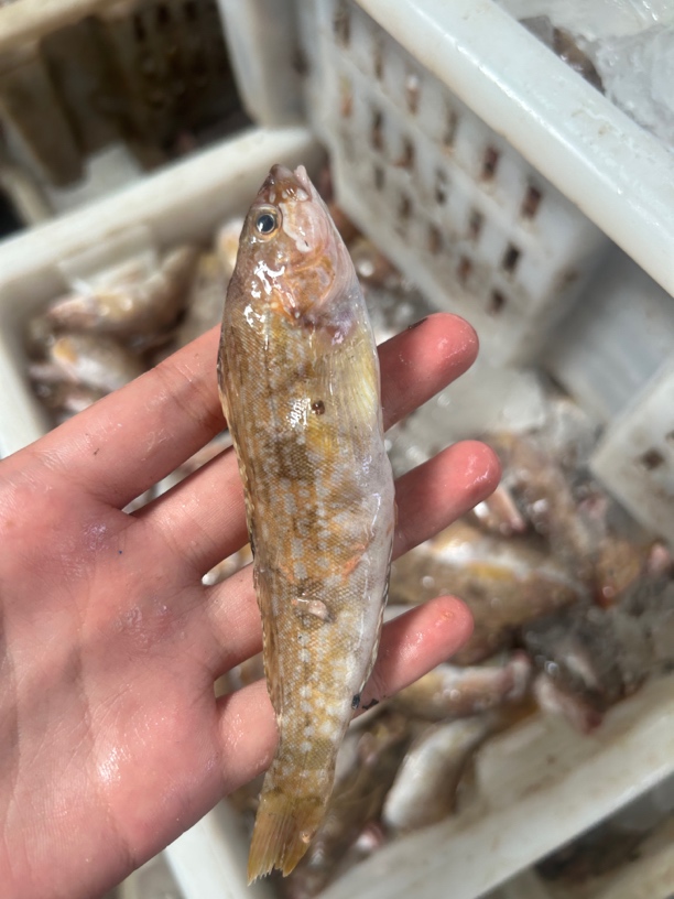 山东日照海捕大泷六线鱼，黄盒子鱼，5斤的顺丰包邮