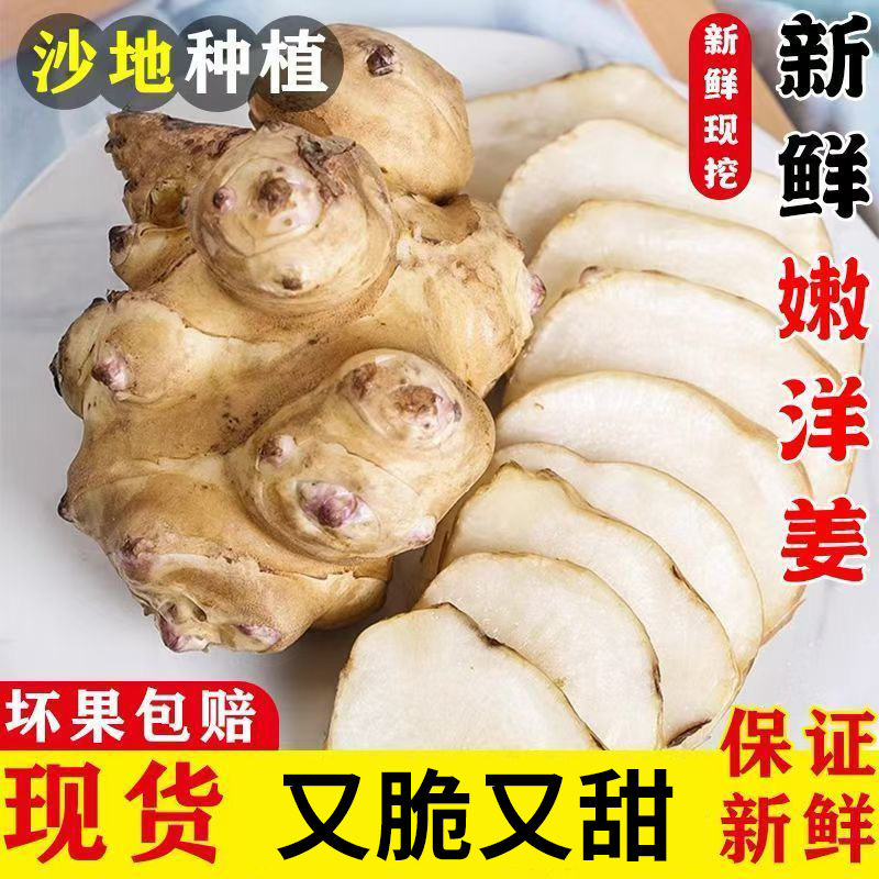 2025洋姜新鲜现挖洋姜鬼子姜野菊芋不辣姜可腌制酱菜泡菜