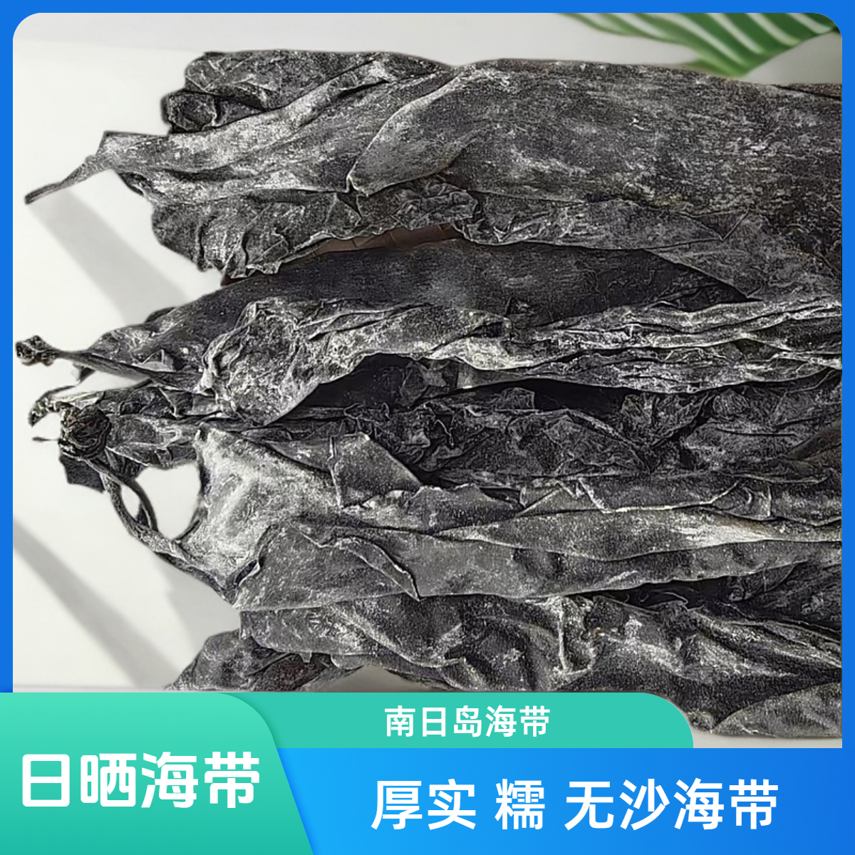 福建南日岛有机日晒厚实0脂0糖干海带500g/袋煲汤火锅凉拌食材