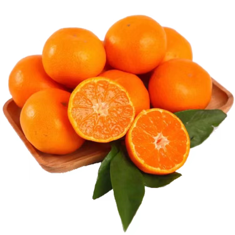 正宗精品采摘甄选涌泉高山无核新鲜蜜桔现货现发