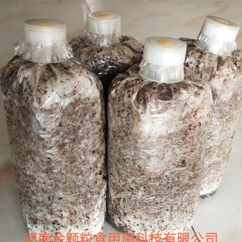 鲜毛慈菇伴生菌 毛慈菇果夹种植菌毛慈菇菌包种植菌