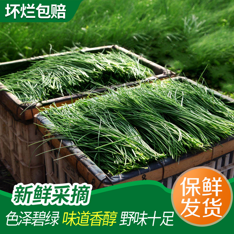 【顺丰快递】新鲜沙葱现采现发甘肃民勤特产农家野菜蔬菜凉拌饺子馅