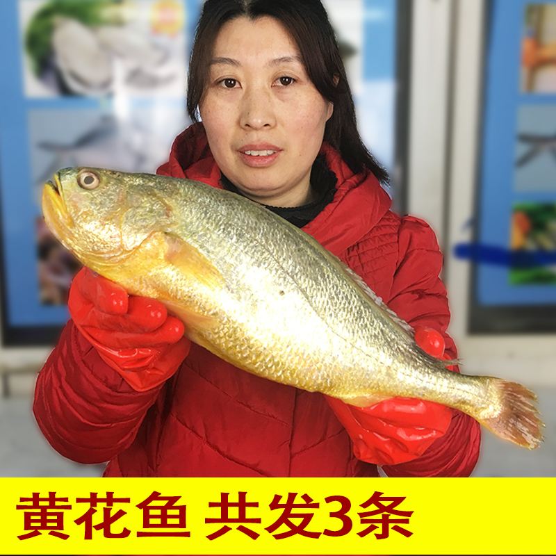 4.5斤特大黄花鱼 3条1.4-1.6斤1条 新鲜冷冻大黄花鱼年货海鱼顺丰