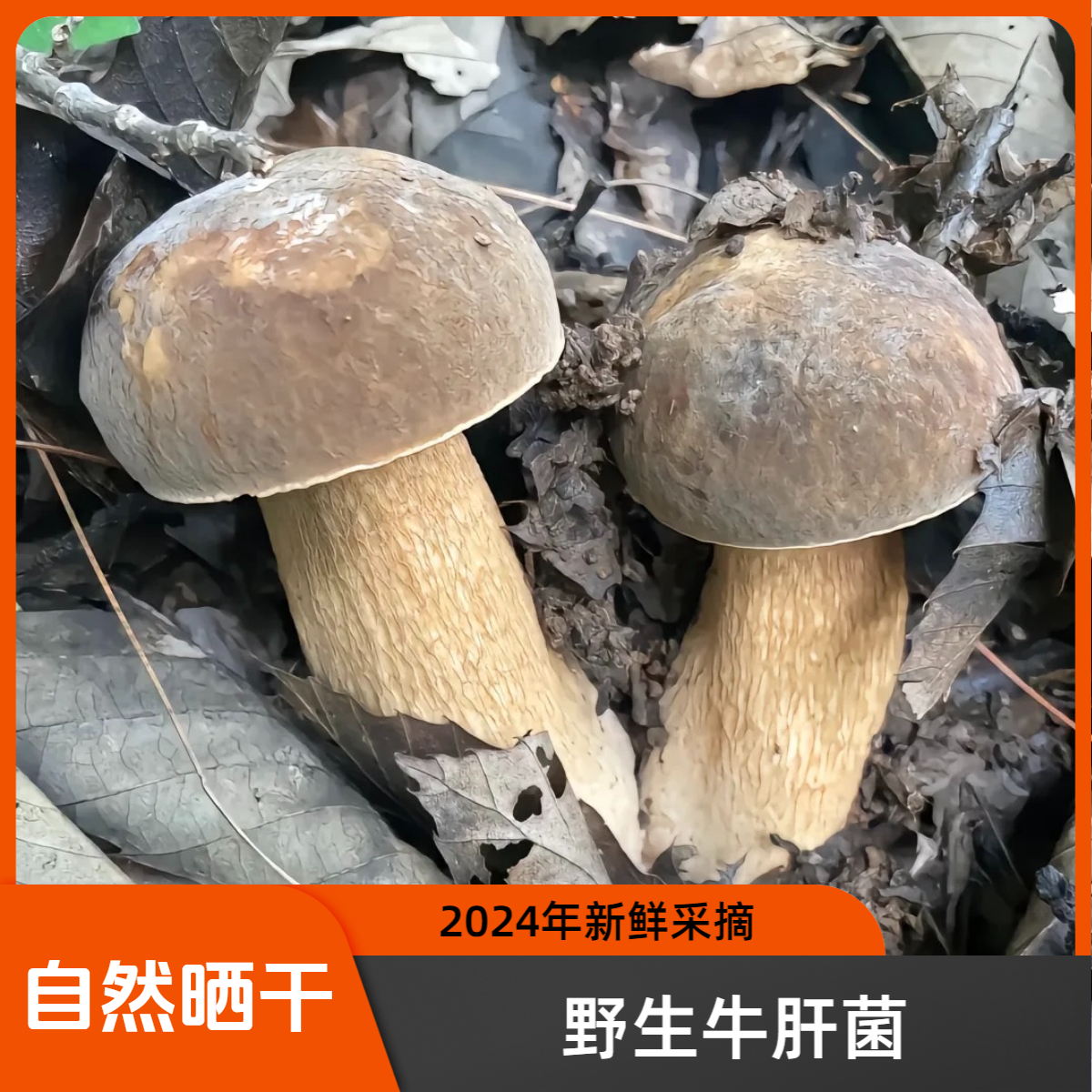 2025年美味牛肝菌，（白牛肝）干片