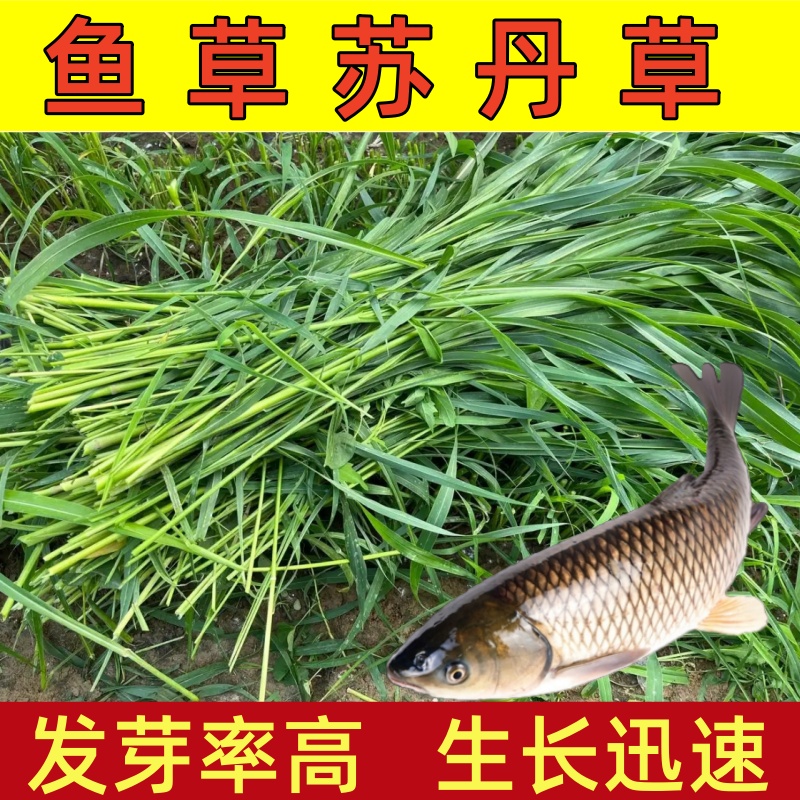 苏丹草草籽盆栽四季猪牛羊喂鱼寿光优质蔬菜韭菜甲鱼种子种苗牧草