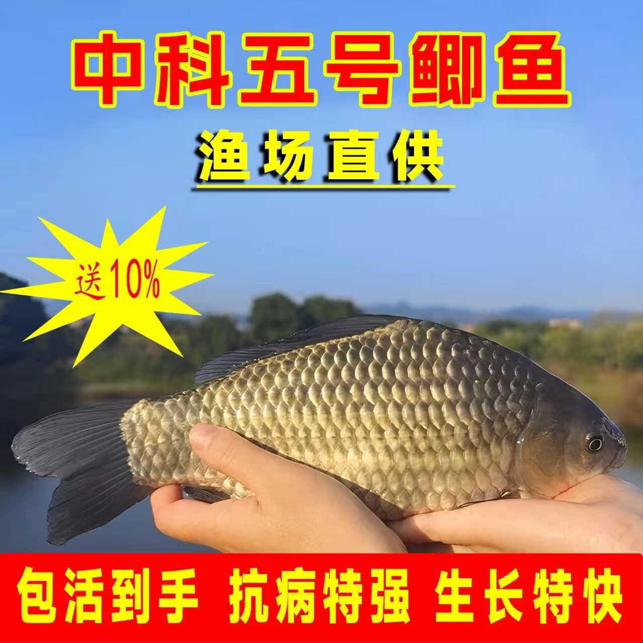 中科5号鲫鱼淡水活体养殖宠物观赏鱼