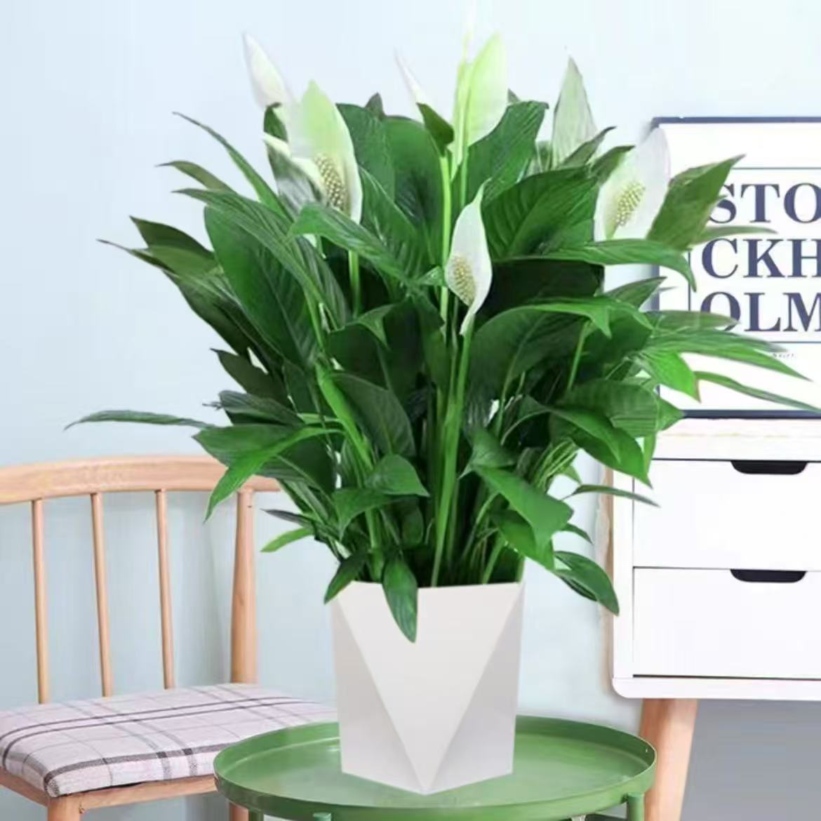 【带盆白掌】盆栽花卉植物带花阳台绿植客厅摆放吸甲醛四季好养