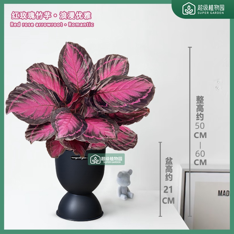 幸运女神红玫瑰竹芋彩叶芋观叶盆栽四季好养室内桌面绿植50-60