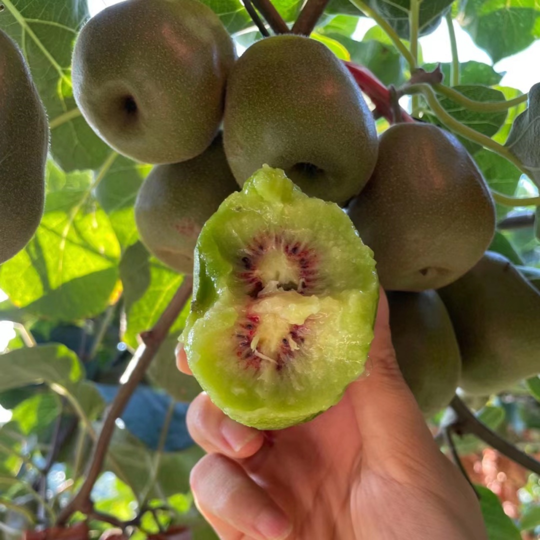 新西兰黄金奇异果 黄金果猕猴桃树苗盆栽地栽南北方种植当年结果